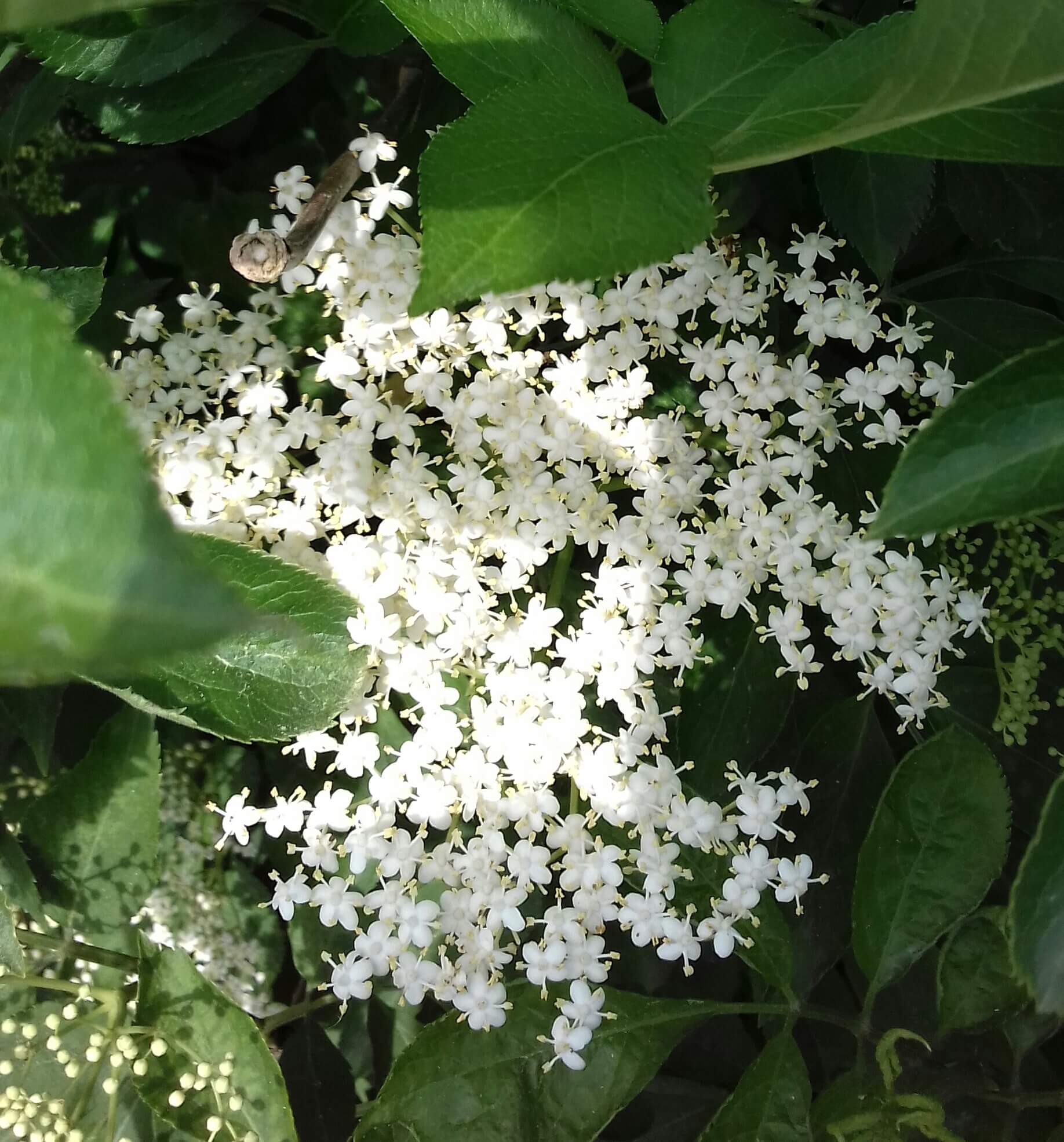 Vlier Sambucus nigra 'Sampo'( jonge planten)