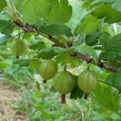 Kruisbes, Ribes uva-crispa 'Hinnonmäki Gul' Mooie planten, uit de volle grond