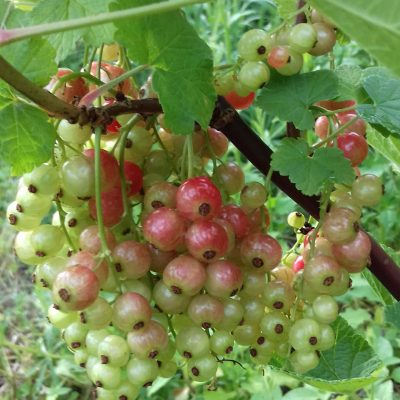 Witte/rodze trosbes, Ribes 'Gloire des Sablon' stevige biowijze gekweekte planten kale wortel