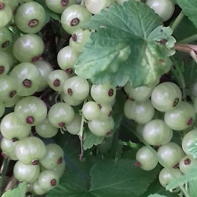 Witte aalbes, trosbes, Ribes 'Witte Hollander' (kale wortel)stevige 2takkers 100/120cm hoog