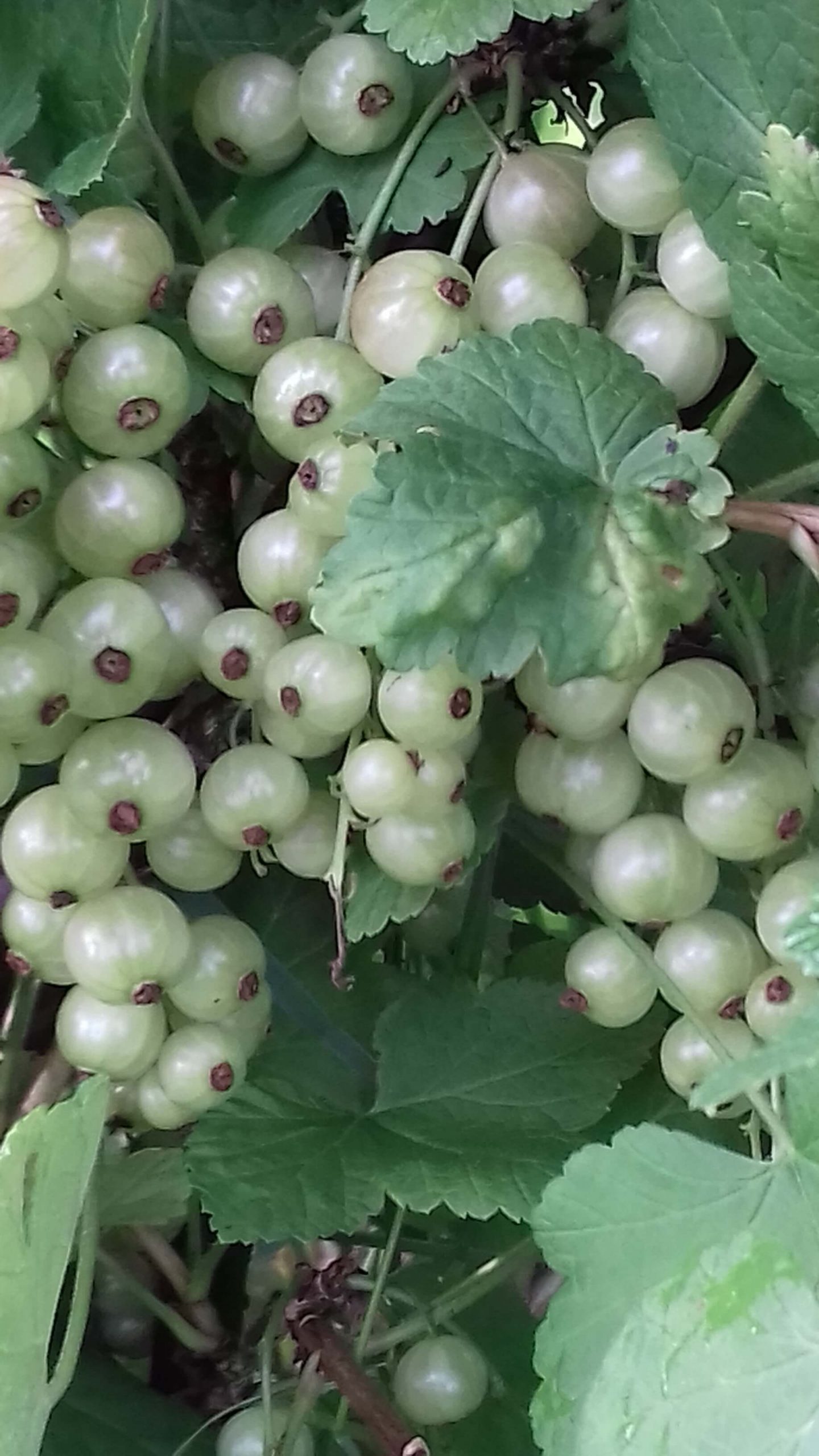 Witte aalbes, trosbes, Ribes 'Witte Hollander' (kale wortel)stevige 2takkers 100/120cm hoog