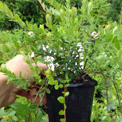 Cranberry, Vaccinium macr. 'early black' (jonge planten in p9rond)