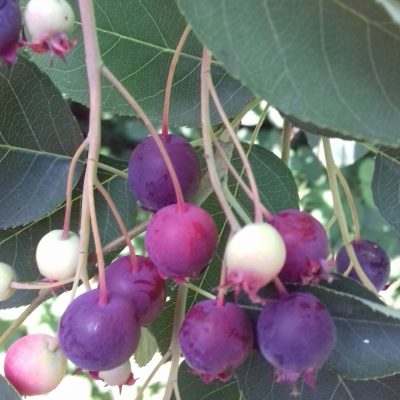 Grootvruchtige/zoete krent 'Amelanchier Honeywood' ( spil in 1,8Lpot)