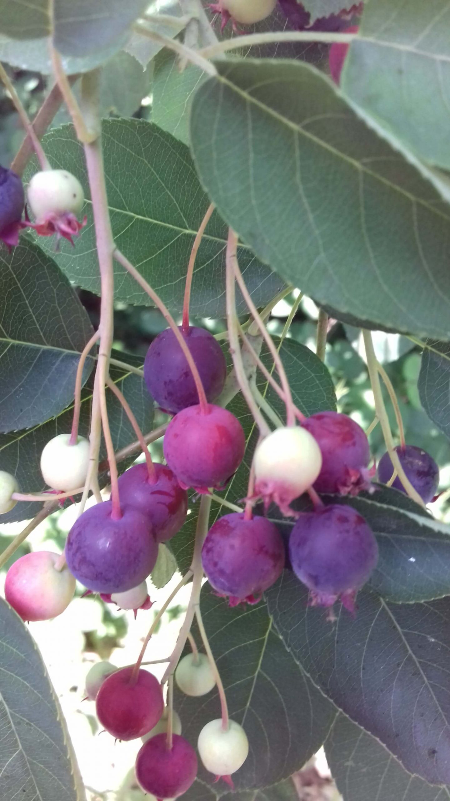 Grootvruchtige/zoete krent 'Amelanchier Honeywood' ( spil in 1,8Lpot)