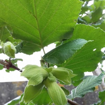 Grootvruchtige hazelnoot, Corylus avelana 'Gunslebert' ( geent op coruna)