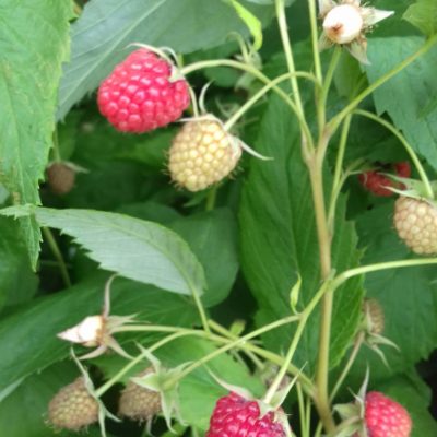 Zomerframboos, Rubus id. 'Malling Promise' Smakelijk oud ras! 2Lpot op bio-wijze gekweekt