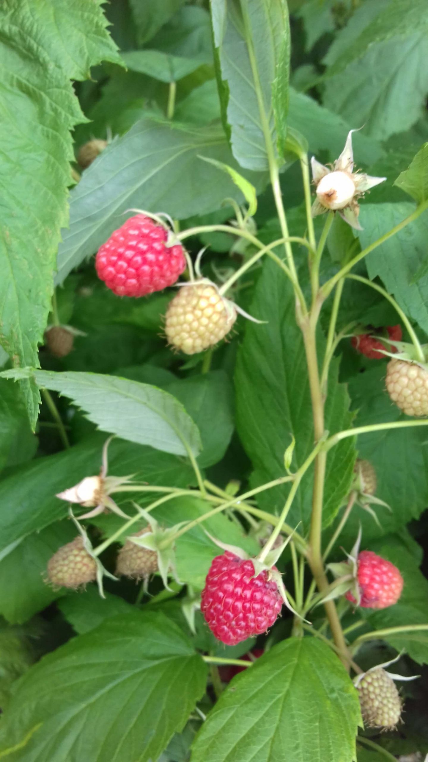 Zomerframboos, Rubus id. 'Malling Promise' Smakelijk oud ras! 2Lpot op bio-wijze gekweekt