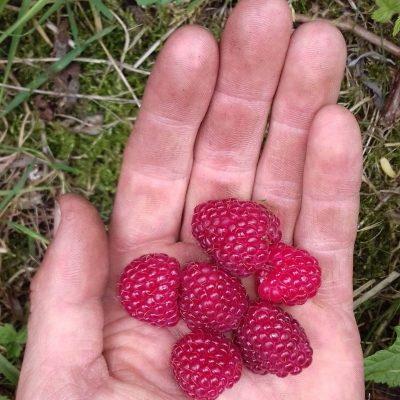 Zomer/herfst framboos, Rubus idaeus 'Heritage'(biowijze gekweekt 2 jarige planten 2Lpot)