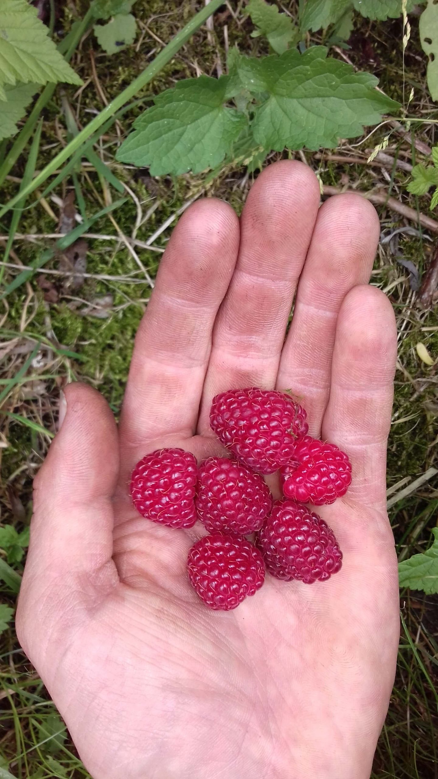 Zomer/herfst framboos, Rubus idaeus 'Heritage'(biowijze gekweekt 2 jarige planten 2Lpot)