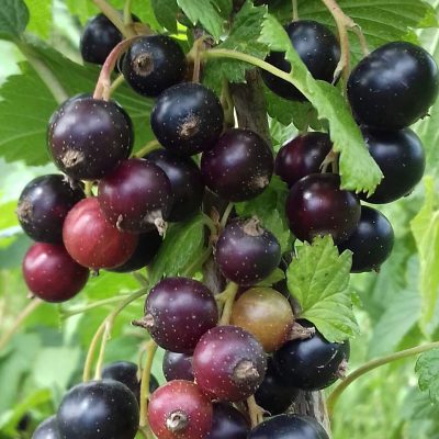 Zwarte Bes, Ribes Nigrum 'Ben Alder'