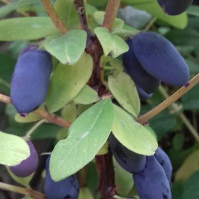 Honingbes, Lonicera caerulea Jugana
