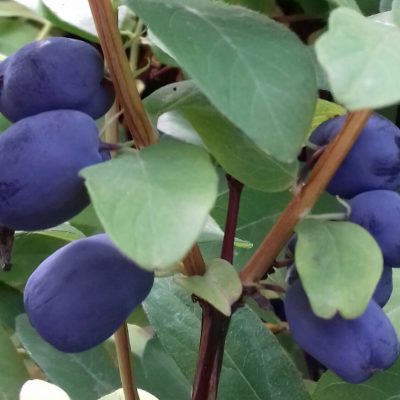 Honingbes, Haskap, Lonicera 'Giant Heart'
