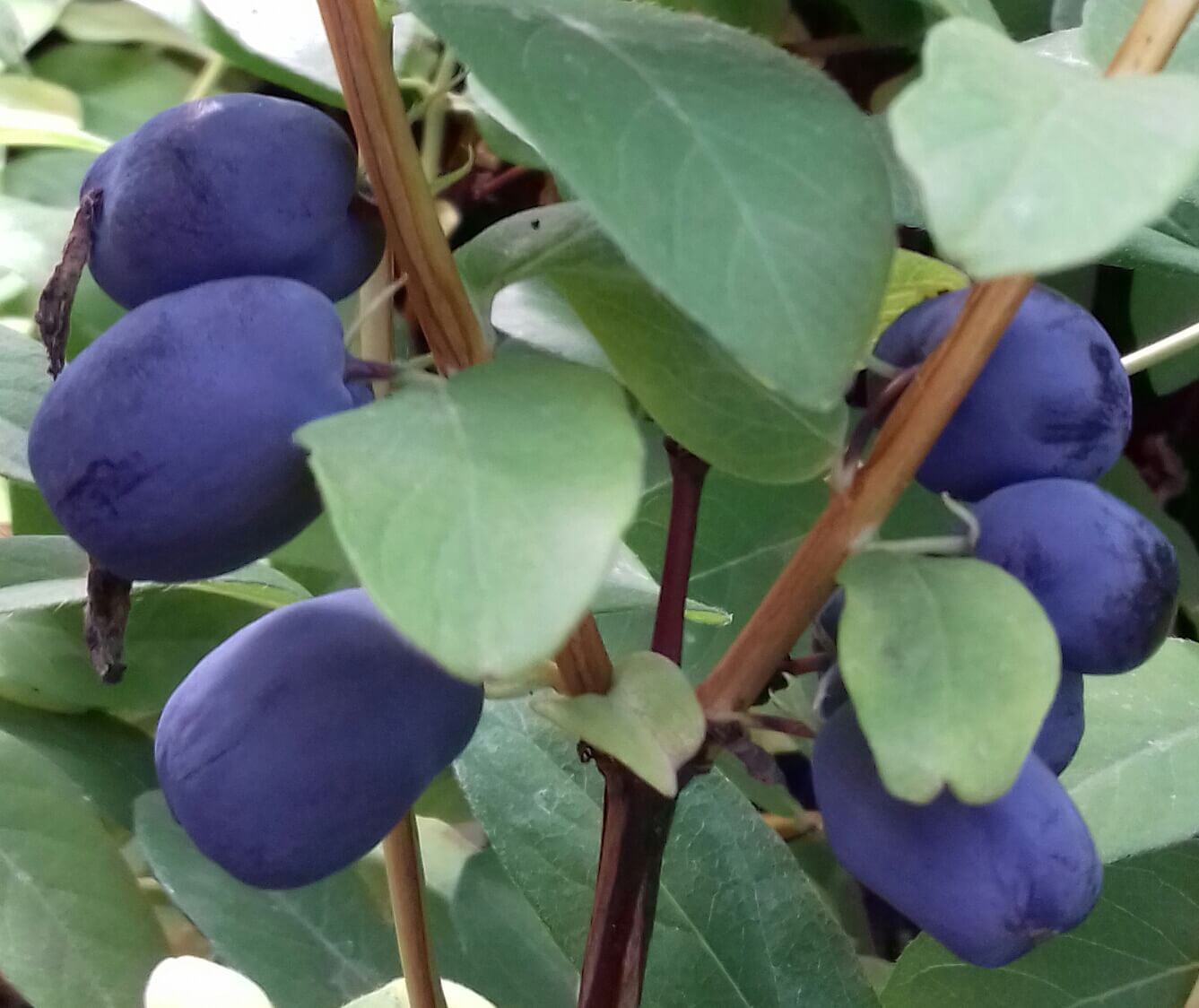Honingbes, Haskap, Lonicera 'Giant Heart'