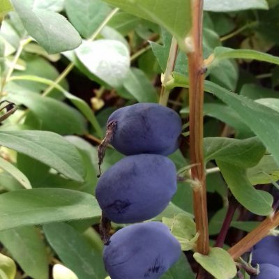 Honingbes, Haskap, Lonicera 'Strawberry Sensation' Planten in 2Lpot( bio gekweekt)