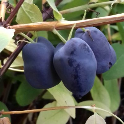 3x Honingbes, Lonicera Boreal blizzard-B. Beast-B. Beauty (AANRADER!!)