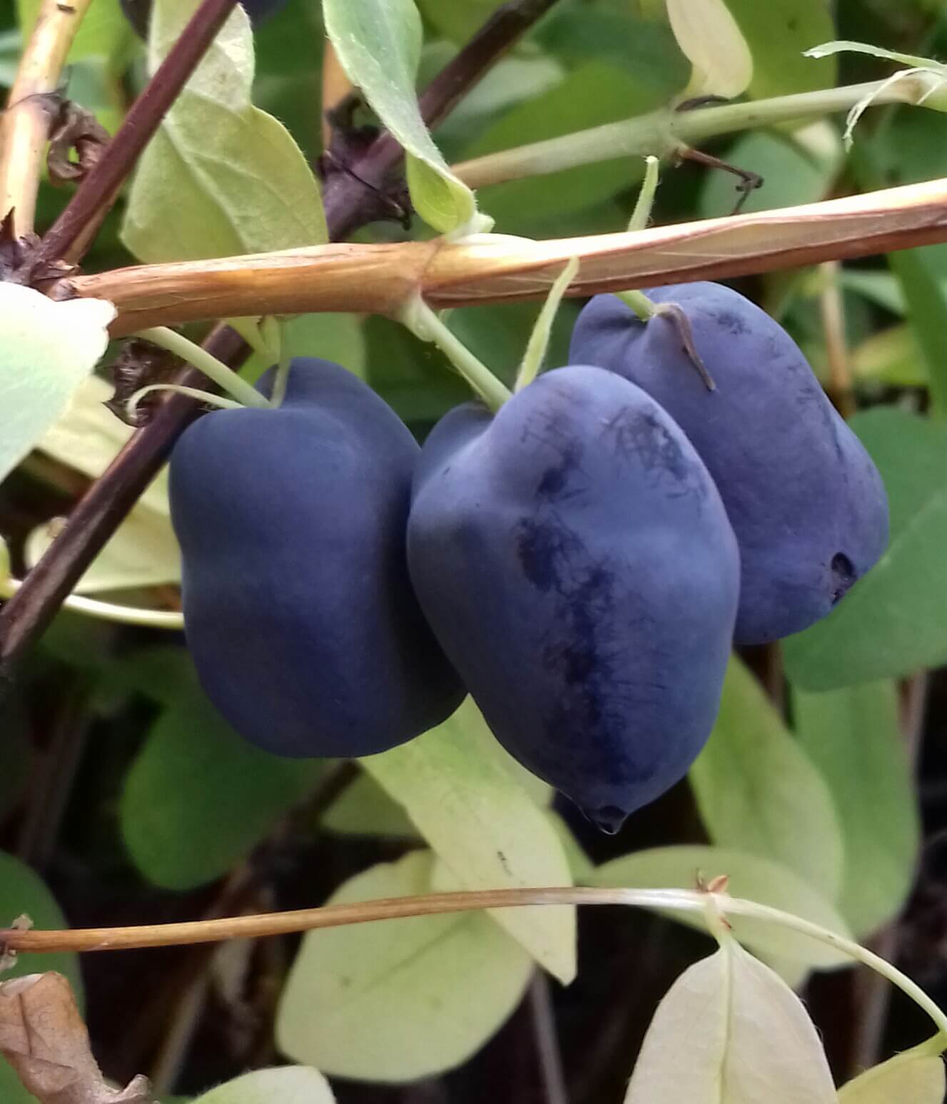 3x Honingbes, Lonicera Boreal blizzard-B. Beast-B. Beauty (AANRADER!!)