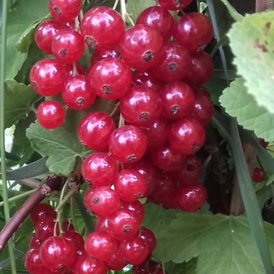 Rode trosbes, Ribes Rolan, ( planten kale wortel)