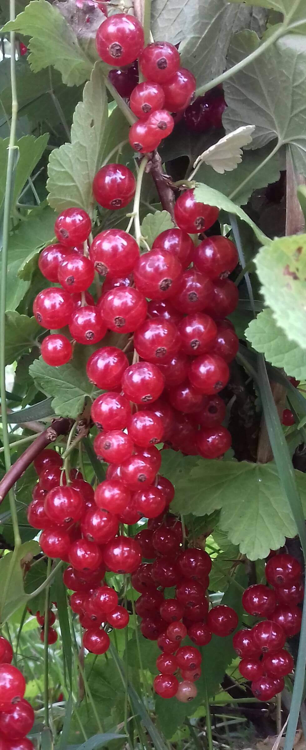 Rode trosbes, Ribes Rolan, ( planten kale wortel)