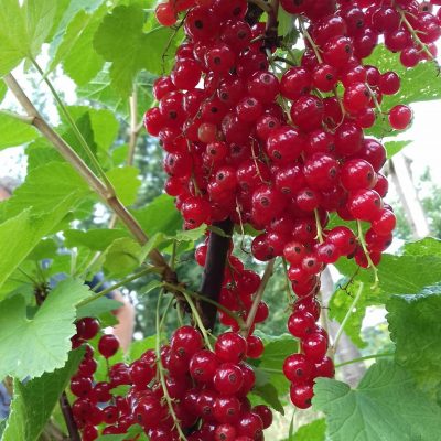 Late Rode Trosbes, Ribes rubr. 'Rondom' kale wortel