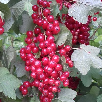 Rode bes, Ribes rubrum 'Jonkheer van Tets' Planten met kale wortel 80/120cm