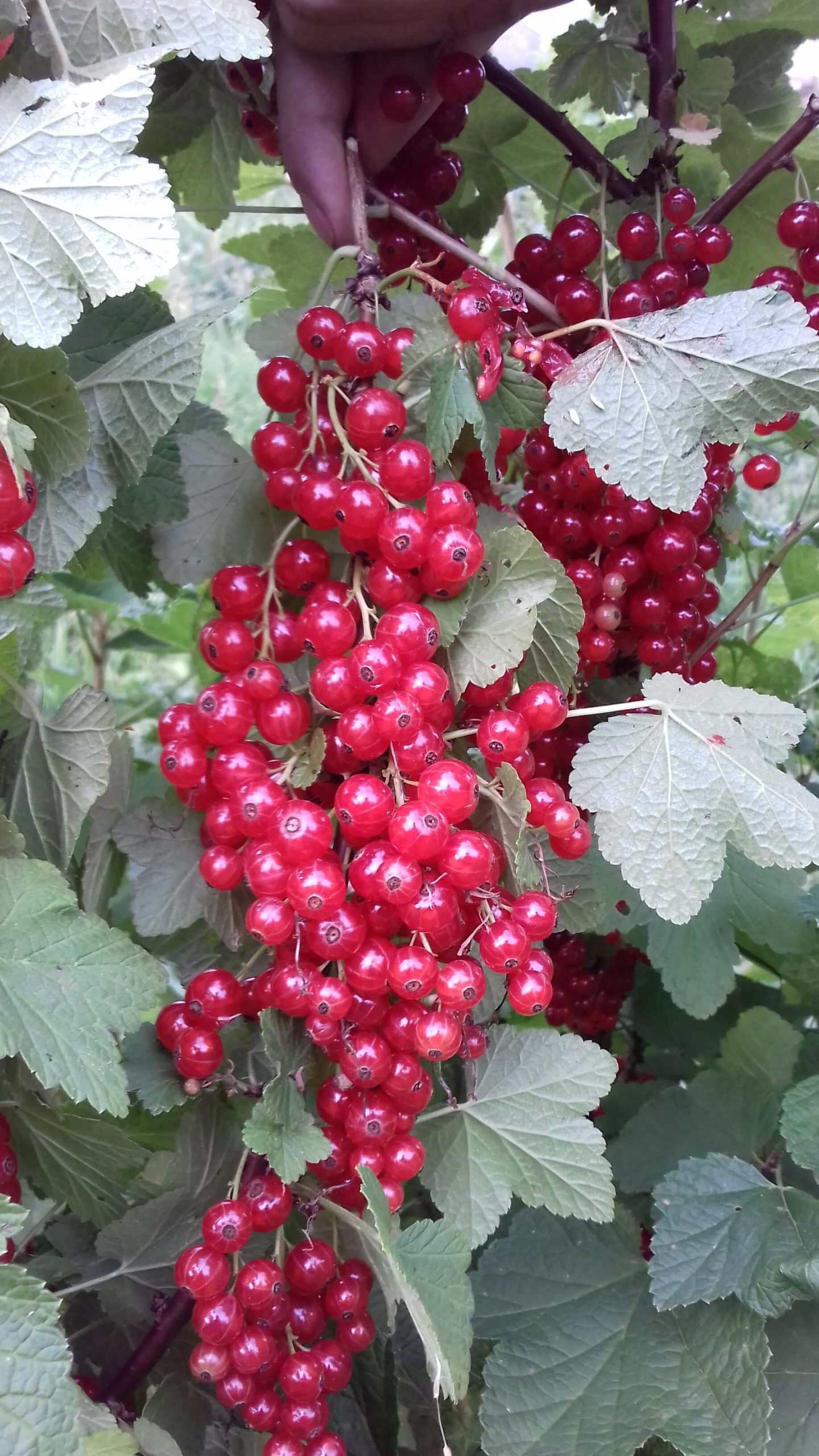 Rode bes, Ribes rubrum 'Jonkheer van Tets' Planten met kale wortel 80/120cm