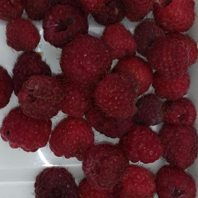 Vroege Zomerframboos, Rubus 'Willamette' Planten1,8L ( nog niet doorworteld)