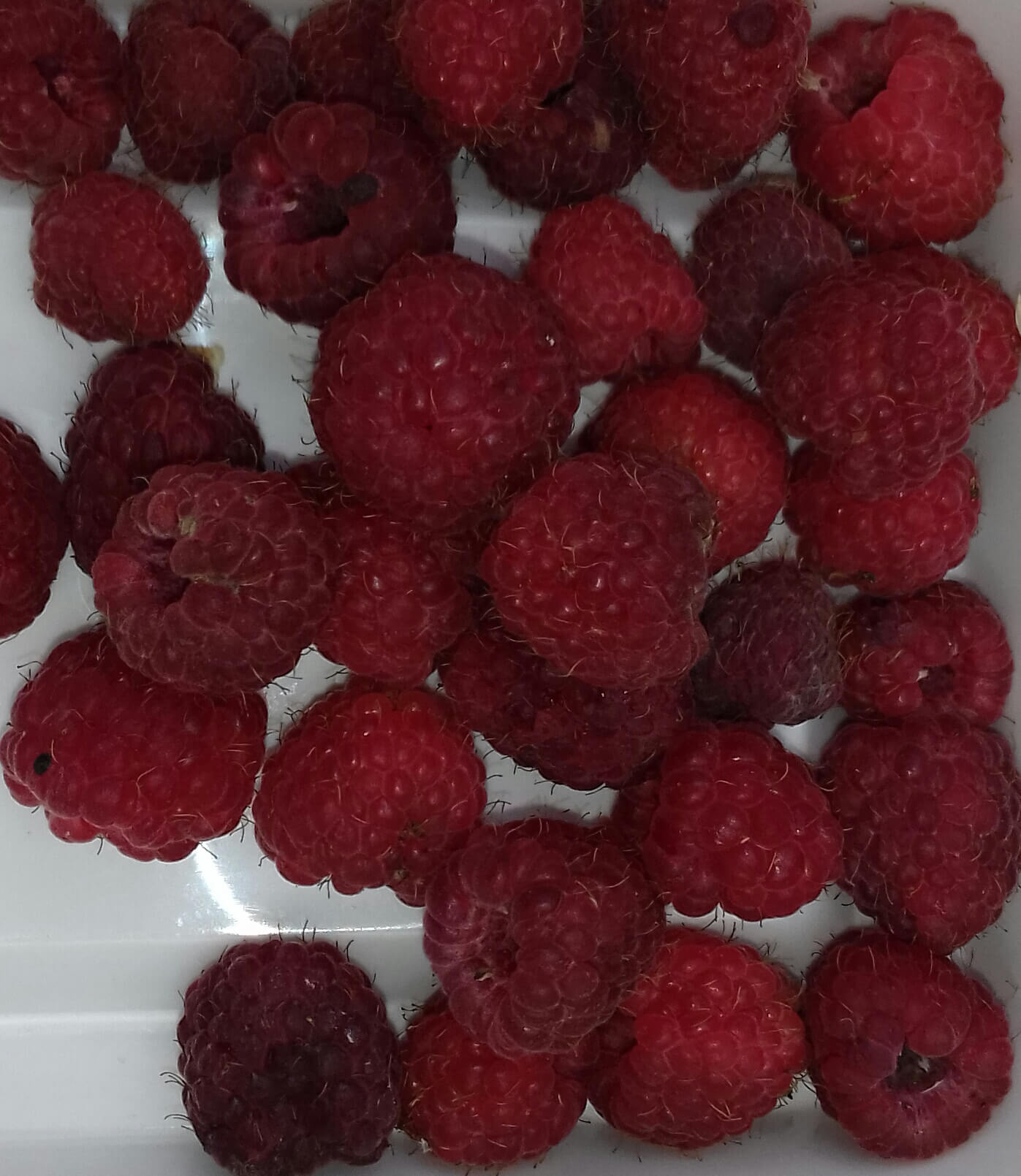 Vroege Zomerframboos, Rubus 'Willamette' Planten1,8L ( nog niet doorworteld)