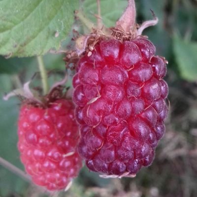 Taybes, Rubus 'Tayberry' Planten in 1,8Lpot op biowijze gekweekt