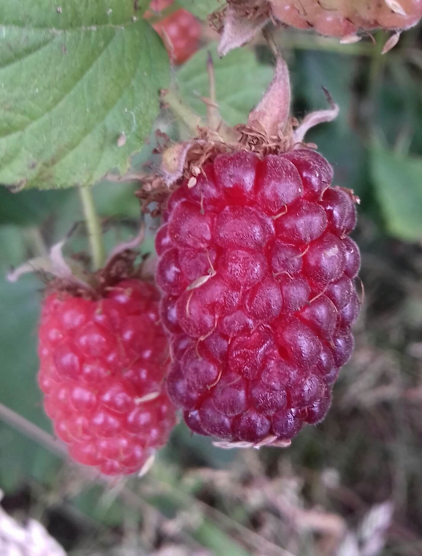 Loganberry, Rubus × loganobaccus doornloos in 2Lpot met bloei en vruchten!!