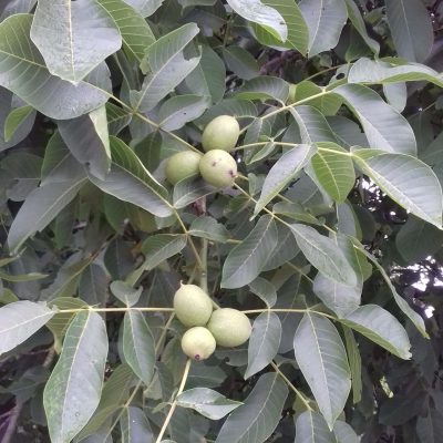 Walnoot, Juglans regia 'Mars' Okkernoot