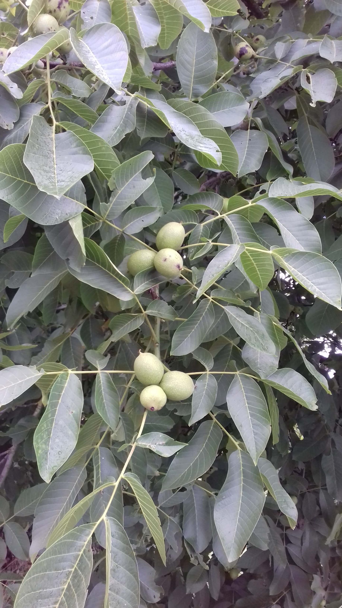 Walnoot, Juglans regia 'Mars' Okkernoot