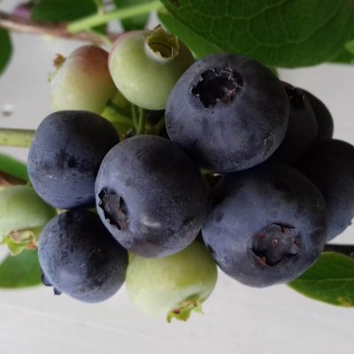 Blauwe bes, Vaccinium 'Patriot' jonge planten in p9pot