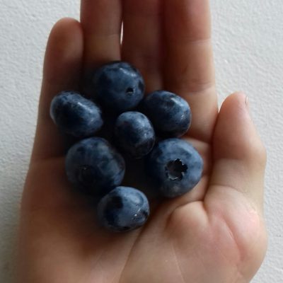 Blauwe bes, Vaccinium 'Chandler' ( zeer grote bessen)