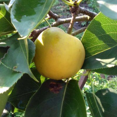 Nashipeer, Zandpeer, Pyrus pyrifolia 'Shinseiki' (Spillen kale wortel))