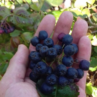 Rijkdragende Appelbes, Aronia Prun. 'Aron' Planten in 1,6Lpot
