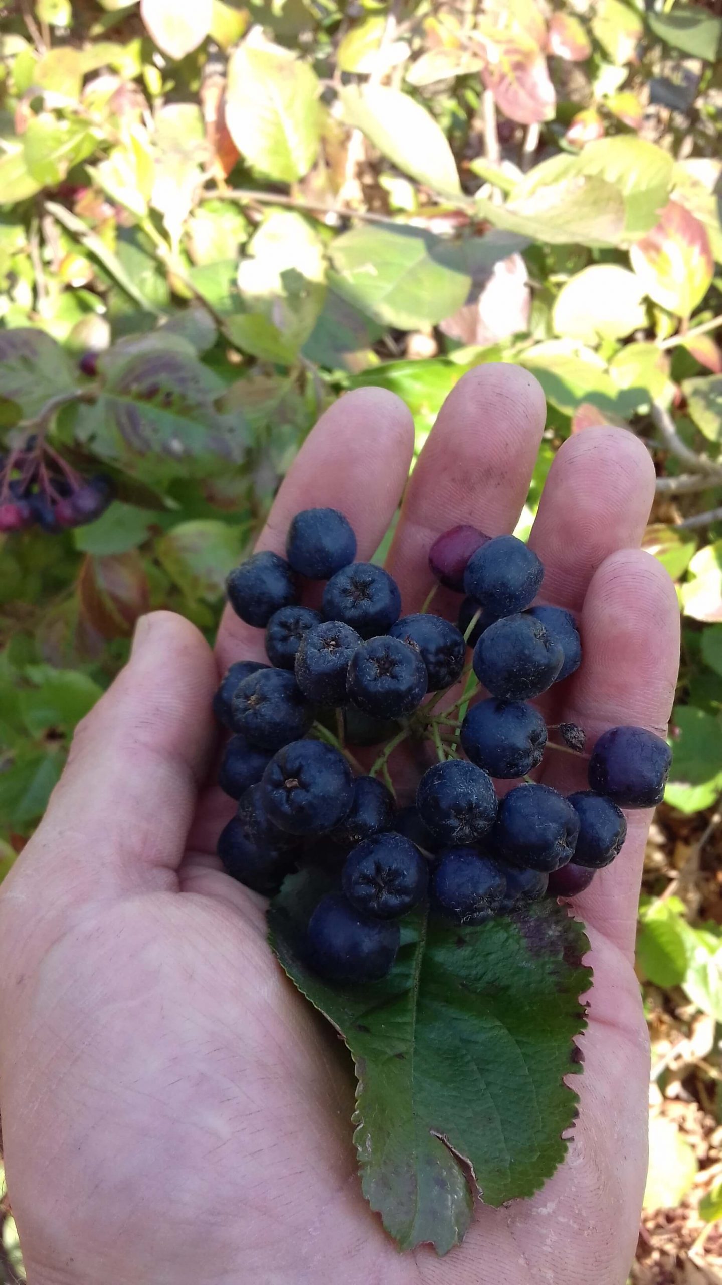 Rijkdragende Appelbes, Aronia Prun. 'Aron' Planten in 1,6Lpot