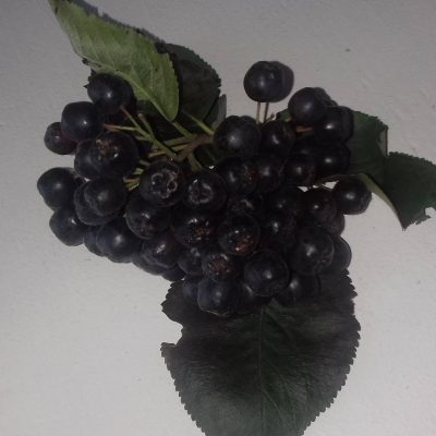 Appelbes, Aronia prunifolia 'Viking' Planten in 1,8L pot