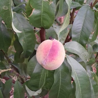( Resistente) Perzik, Prunus per. 'Avalon Pride'(begin december leverbaar)