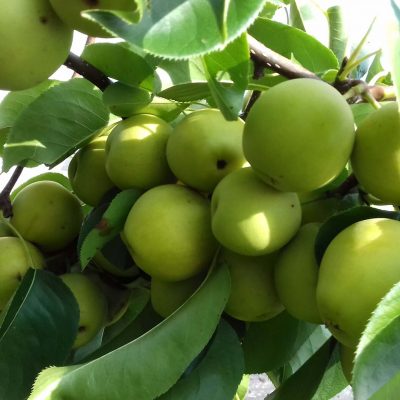 Nashipeer, Zandpeer, Pyrus pyrifolia 'Hosui' ( met kale wortel)