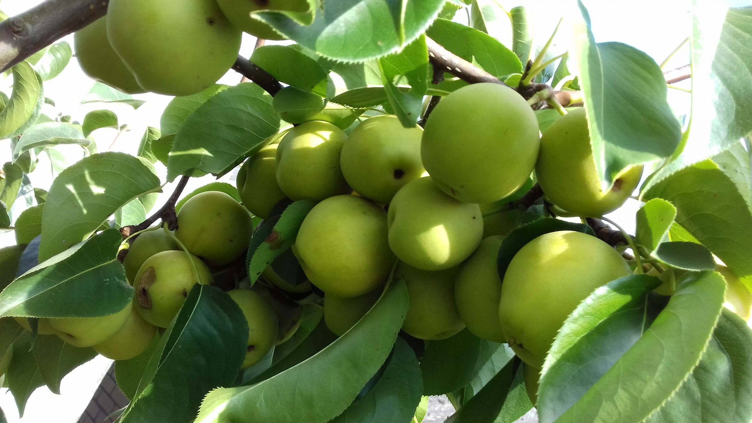 Nashipeer, Zandpeer, Pyrus pyrifolia 'Hosui' ( met kale wortel)