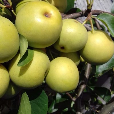 Nashipeer, Zandpeer, Pyrus pyrifolia 'Kosui' ' laatste spil volle grond