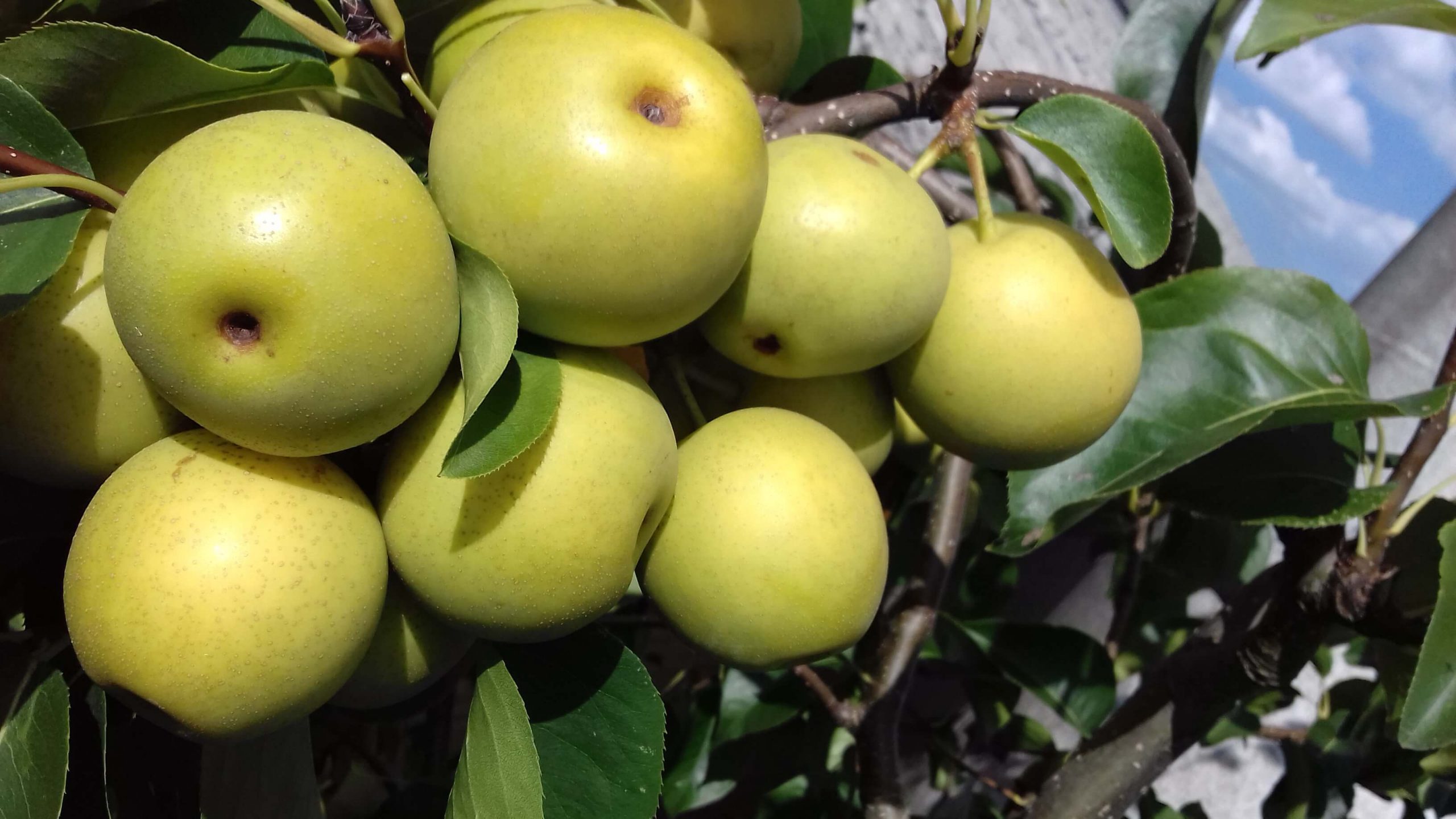 Nashipeer, Zandpeer, Pyrus pyrifolia 'Kosui' ' laatste spil volle grond