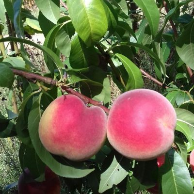 Perzik, Prunus Red Haven laagstam kale wortel