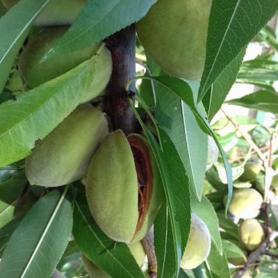 Zoete Amandel Prunus dulcis 'Texas' Mooie boompjes uit de volle grond