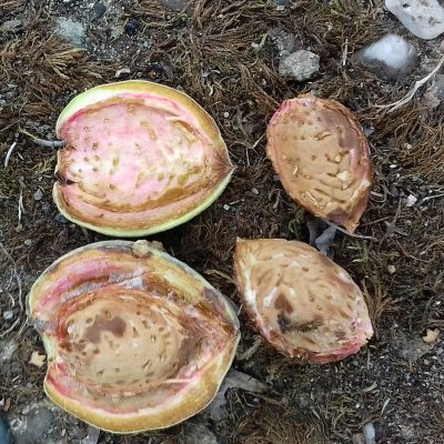 Zoete Amandel Prunus dulcis 'Ferraduel'Mooie boompjes uit volle grond