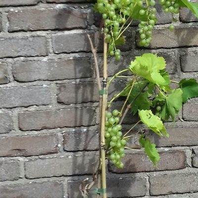 Witte Druif, Vitis Bianca, zeer ziekte resistent ( mooie planten!!)
