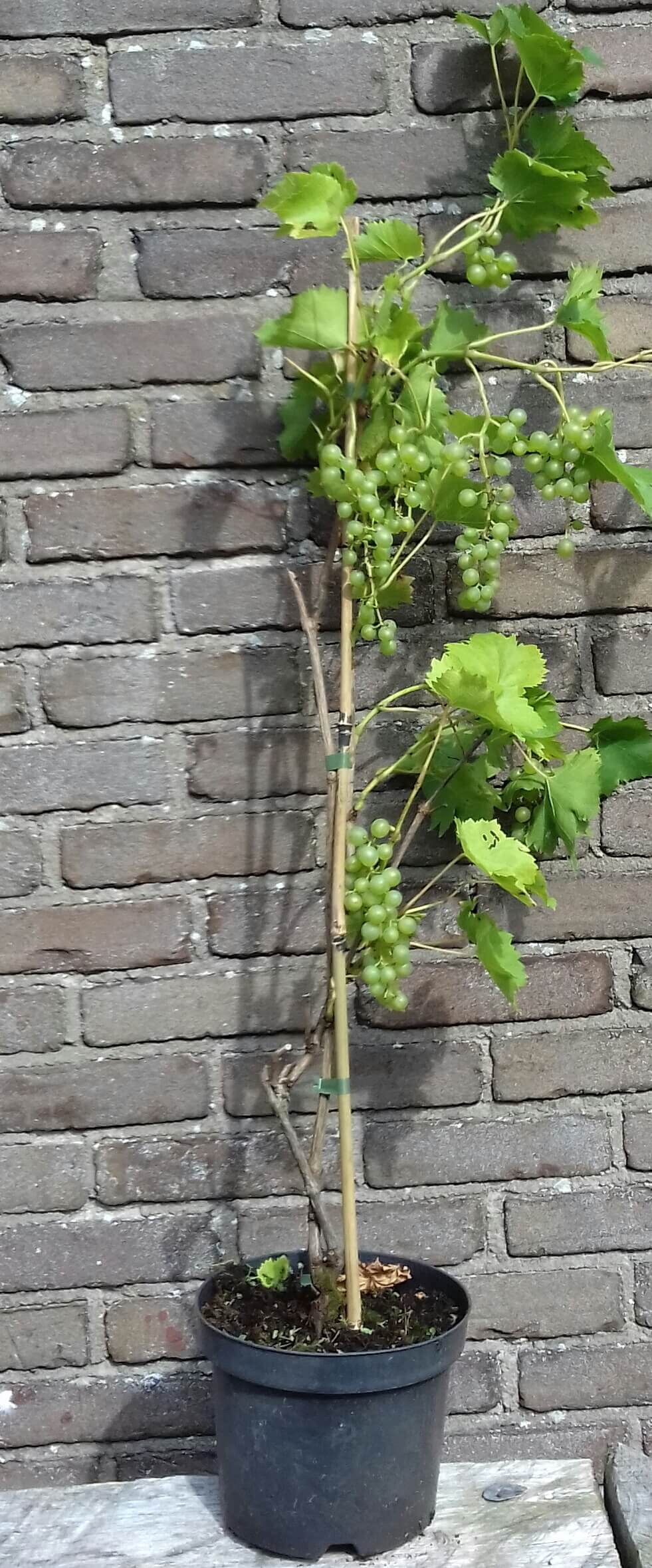 Witte Druif, Vitis Bianca, zeer ziekte resistent ( mooie planten!!)