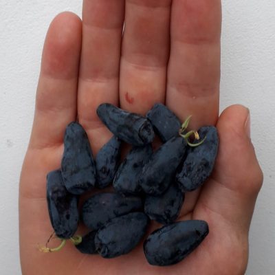 Honingbes Lonicera caerulea 'Boreal Beast'