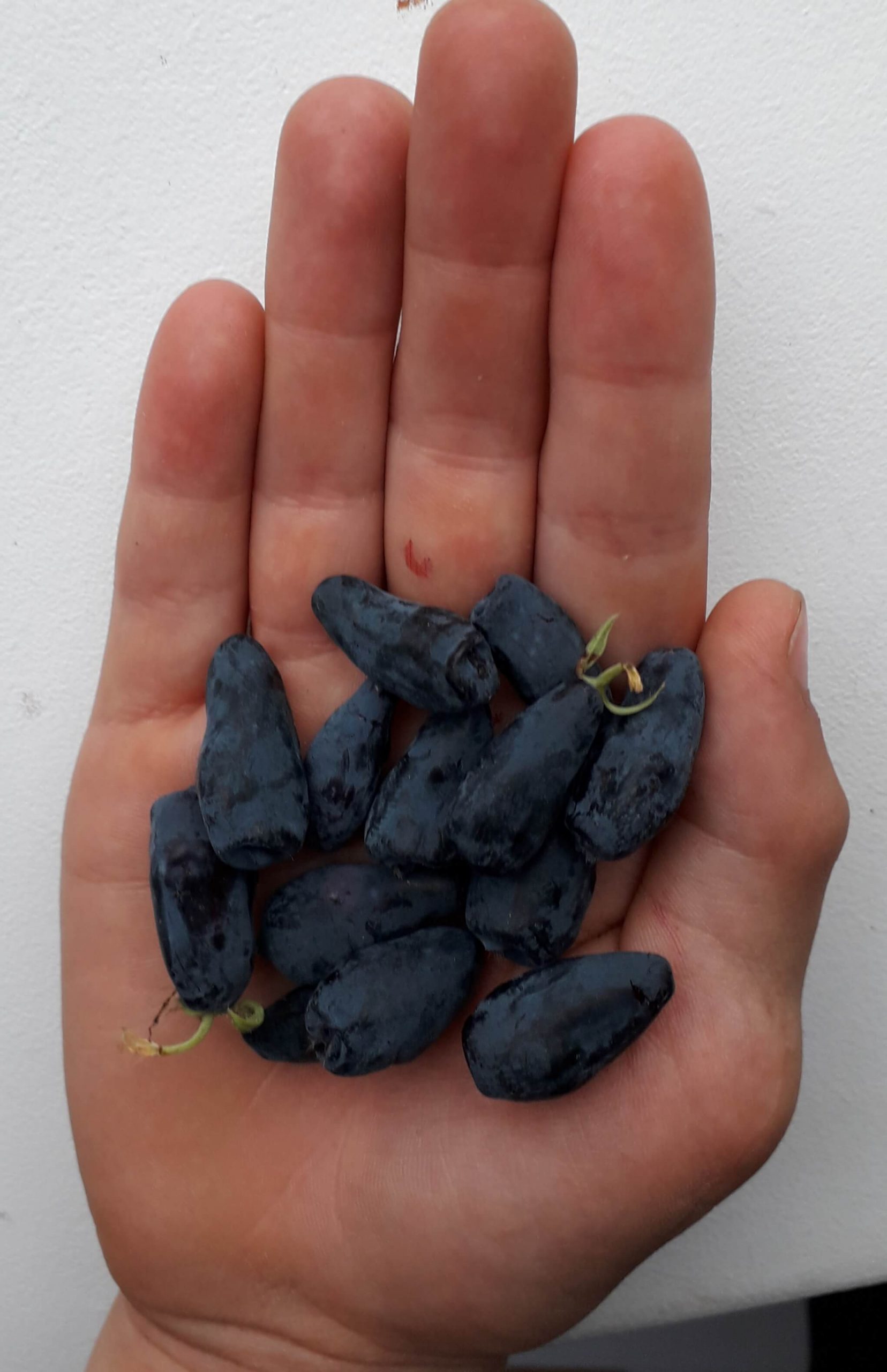 Honingbes Lonicera caerulea 'Boreal Beast'