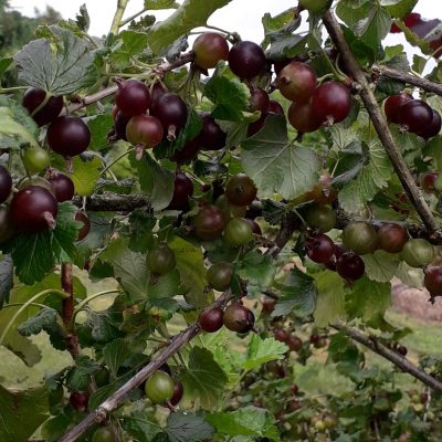 Jostabes, Ribes × nidigrolaria (Planten in 1,8Lpot)